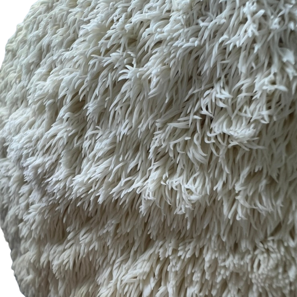Close-up of a lion's mane, showing its frills 