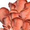 Close-up of pink oyster mushrooms 