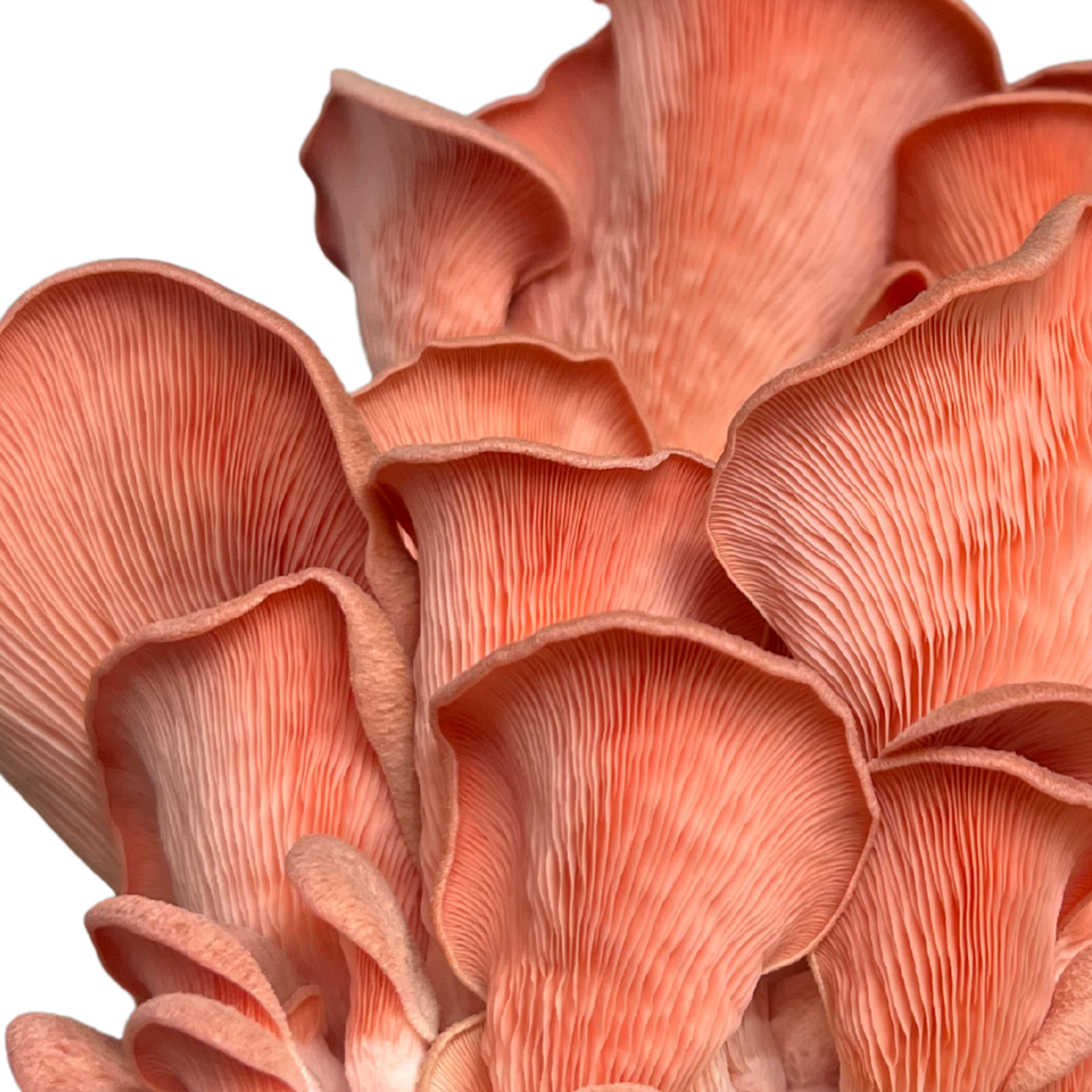 Close-up of pink oyster mushrooms 