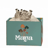 Black King Oysters grow from ShroomBag in a 1, 2, 3 stage development 
