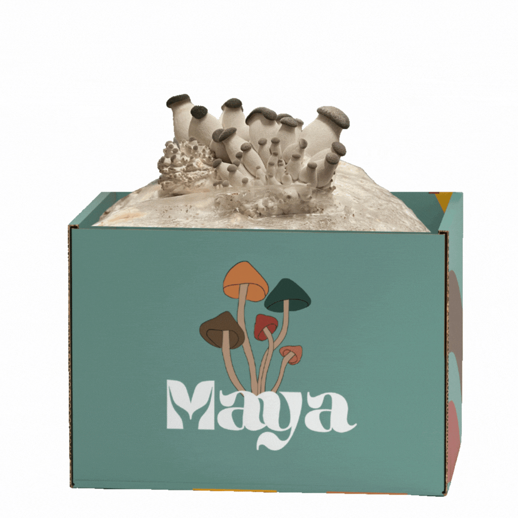 Black King Oysters grow from ShroomBag in a 1, 2, 3 stage development 
