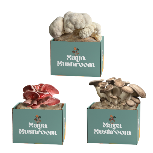Three ShroomBag mushroom grow kits labeled 'Maya Mushroom', featuring different types of mushrooms in each kit