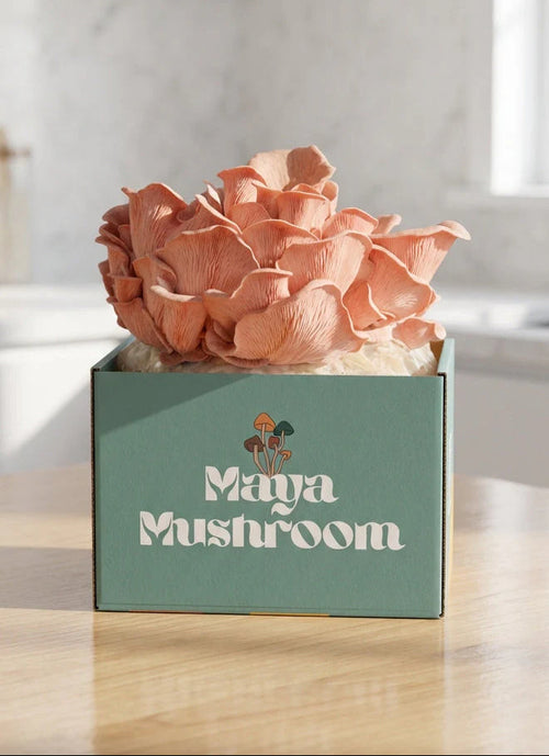 Pink oyster mushrooms-growing in a box labeled 'Maya Mushroom' on a wooden surface.