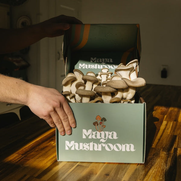 Box of Maya Mushrooms on a wooden table with a hand reaching towards it.