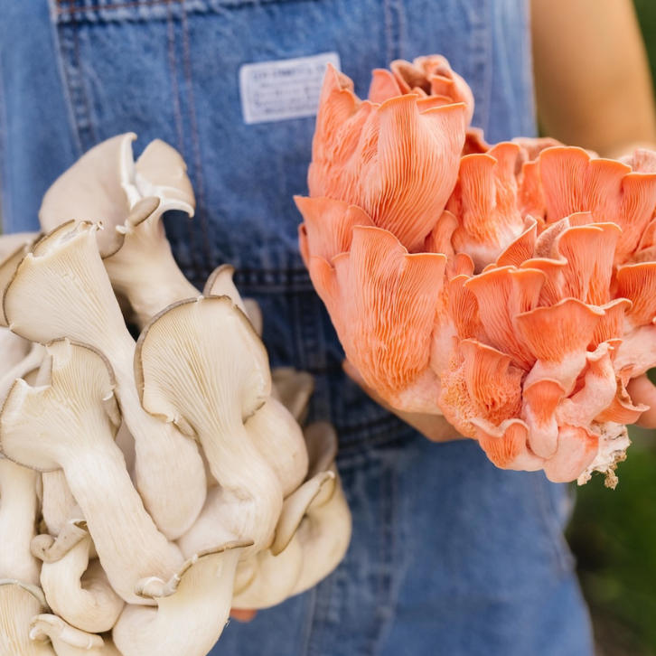 Close-up of two clusters of mushrooms, one white and one orange, held by a person wearing a blue apron.