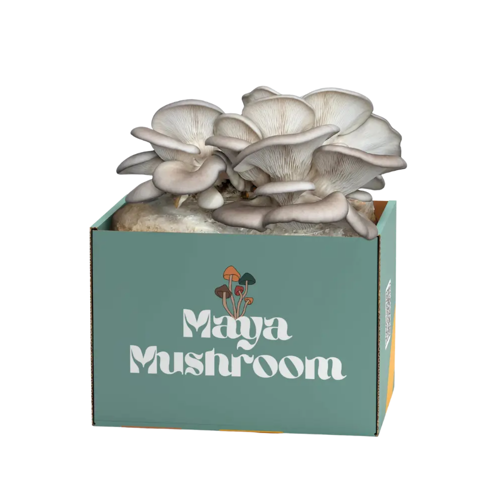 Box of Maya Mushroom with white mushrooms on a white background