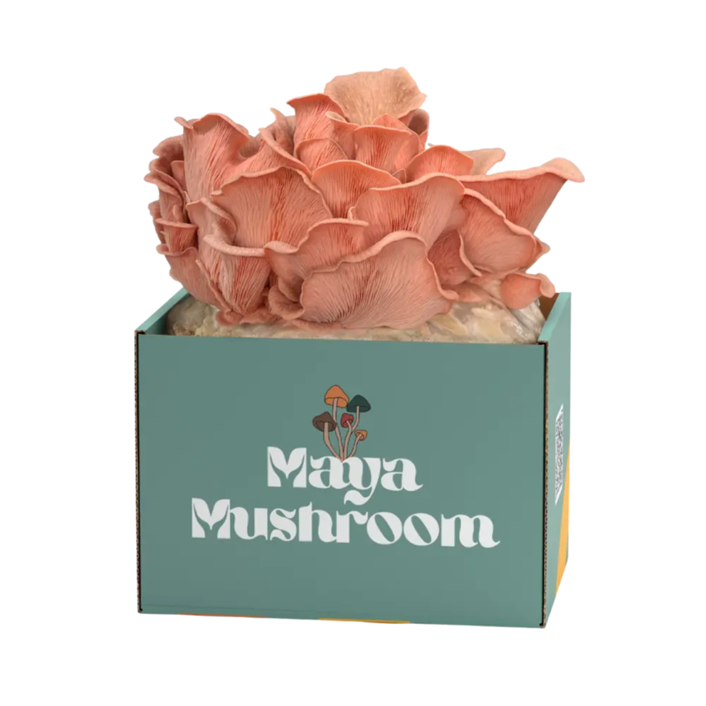 Pink mushroom-like flowers in a box labeled 'Maya Mushroom' on a white background